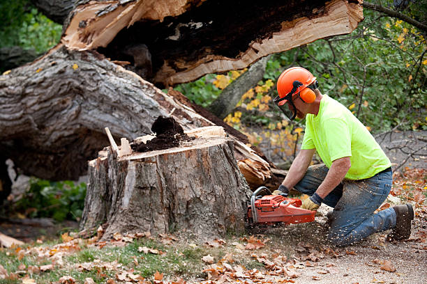 Best Tree Preservation Services  in Ulysses, KS