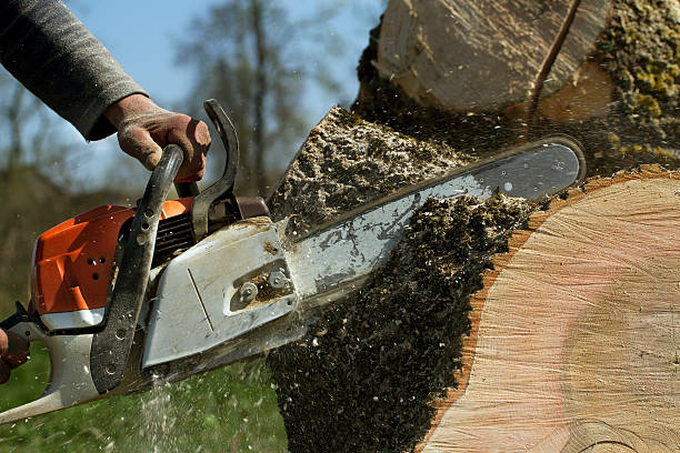 Best Fruit Tree Pruning  in Ulysses, KS